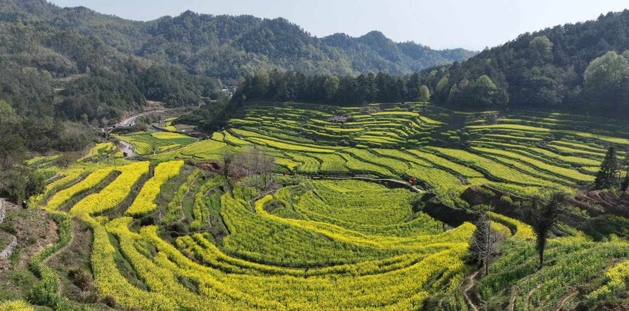 黄山市徽州区：春日灵山旅游热 梯田花海引客来_fororder_灵山1