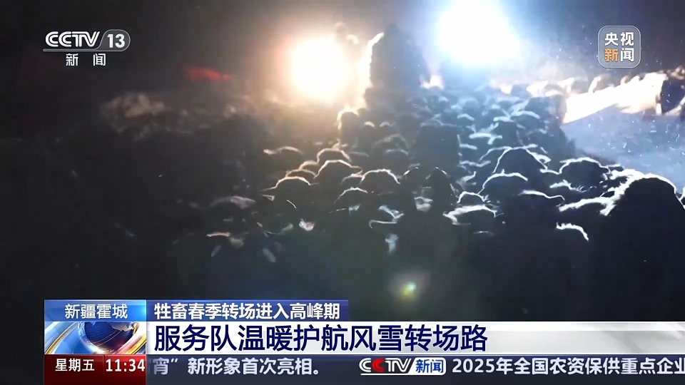 前方到站春牧场 牛羊坐卡车转场 每张“车票”补贴10元