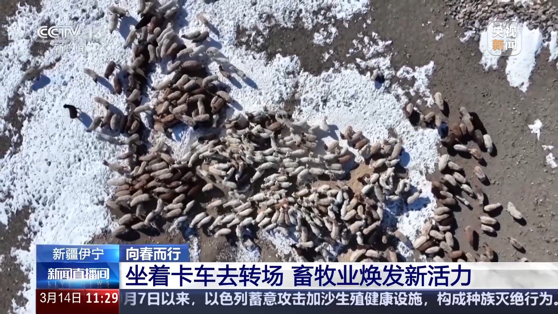 前方到站春牧场 牛羊坐卡车转场 每张“车票”补贴10元