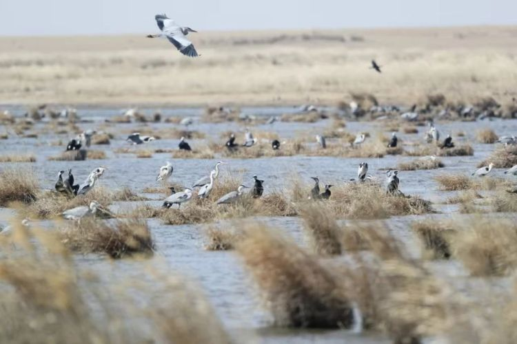 Hulunbuir: Hidden Secrets That Attract Birds_fororder_图片1