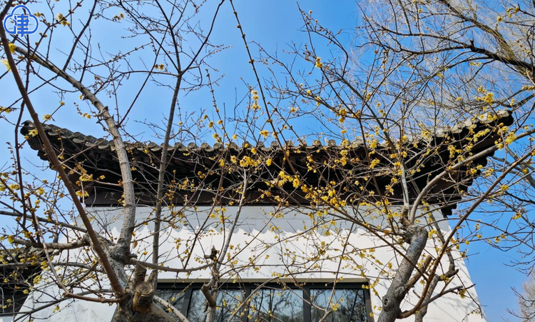腊梅花一开 天津的春天就要来了！