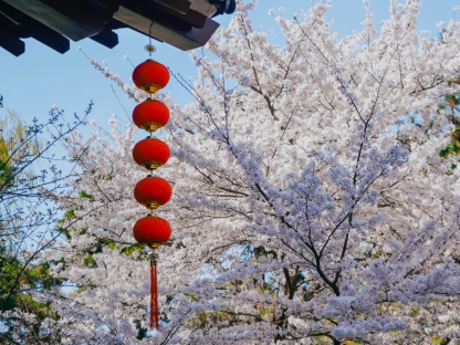 Spring in Yanta: Blossoms at Every Turn