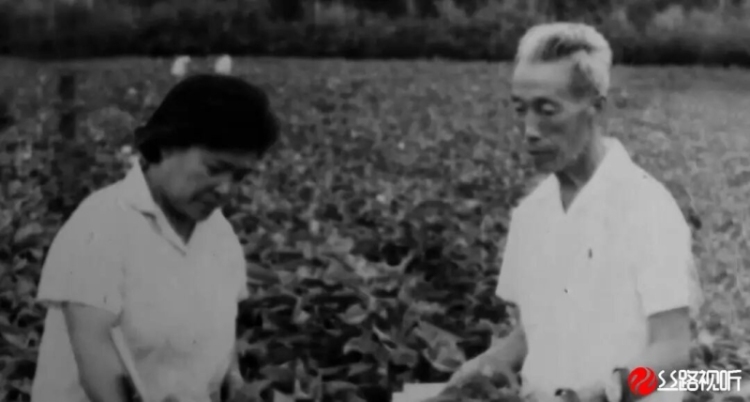 一朵新疆棉 从“小”开到“大”