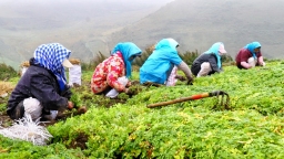 “千年药乡”岷县：从田间采挖到车间生产，中药材产业年产值超110亿