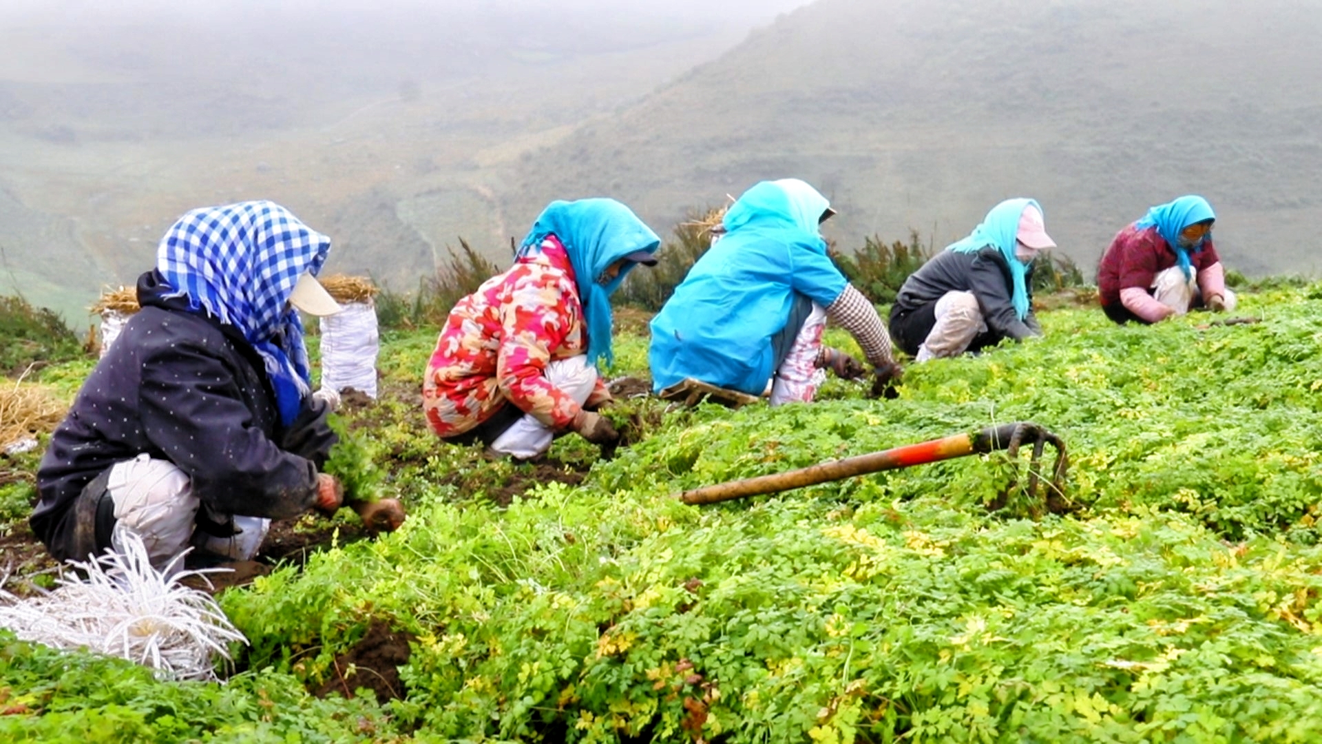 “千年药乡”岷县：从田间采挖到车间生产，中药材产业年产值超110亿_fororder_微信图片_2025-10-22_145015_124