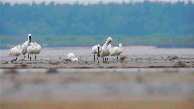两种国家一级保护鸟类在东方“同框”_fororder_27060261_hnrbtp3_1762184704096_s