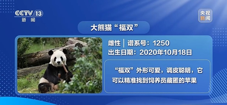 大熊猫“平平”“福双”抵达美国