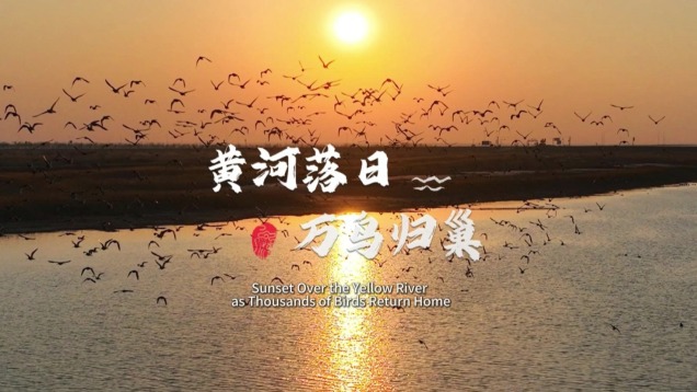 Sunset Over the Yellow River, as Thousands of Birds Return Home_fororder_微信截图_20250521103149(1)