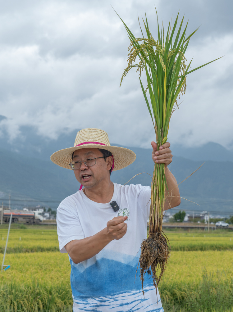 资讯有故事︱农业科技小院为何能走向世界？全国人大代表张福锁这样说→