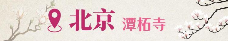 文化中国行·文博日历丨早春玉兰开 一起到全国古迹去追花（附打卡攻略）