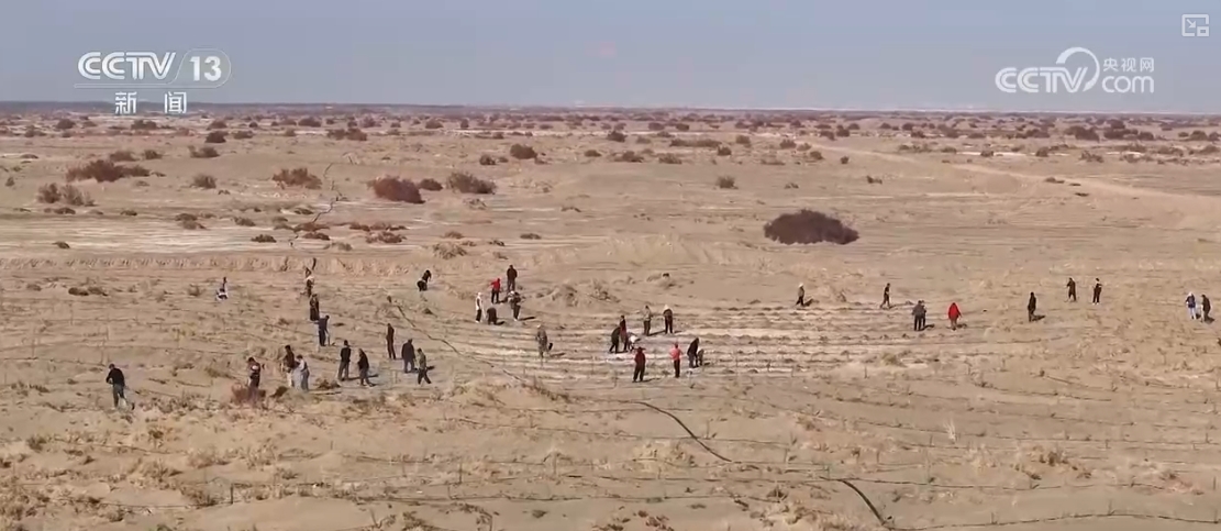 兼具治理与发展!防沙治沙新奇迹接续不绝 “锁”沙逐绿拓宽“绿色防线”