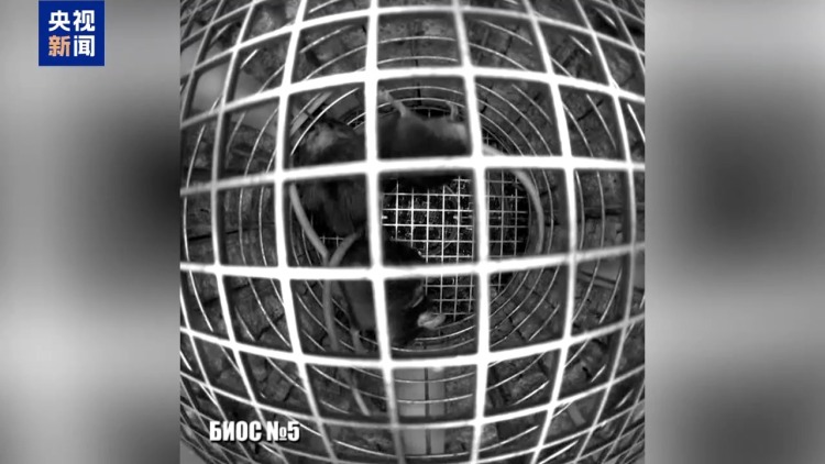 俄生物实验卫星返回地球 “动物乘组”完成30天太空旅行