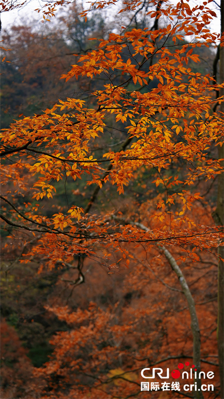 台湾自媒体人点赞四川光雾山绝美秋色（两岸关系）_fororder_6