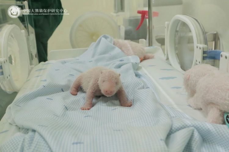 我国旅居印尼大熊猫“湖春”产下首只幼崽