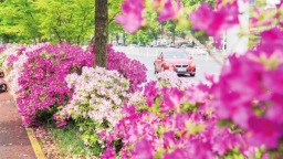 长沙：一路繁花满城春
