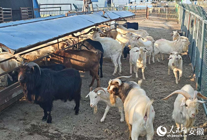 新春走基层丨村里来了“羊博士”