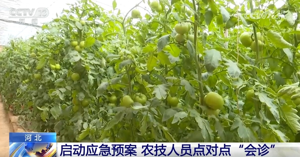 各产区采取有效措施确保蔬菜“温暖”过冬 智能设施助力稳产保质