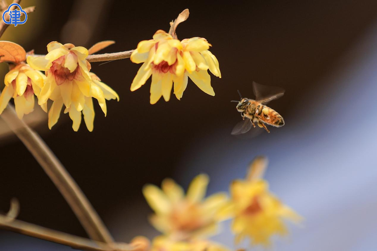 腊梅花一开 天津的春天就要来了！