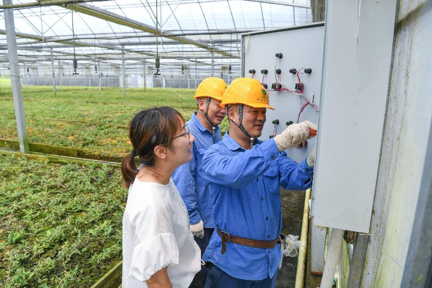 State Grid Zhejiang Powers Rural Revitalization Through Targeted Agricultural Services_fororder_图片3