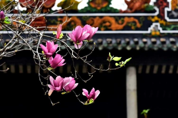 文化中国行·文博日历丨早春玉兰开 一起到全国古迹去追花（附打卡攻略）