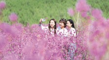 内蒙古：杜鹃花开了
