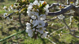 天水市秦州区：千亩樱桃园奏响“春管进行曲”