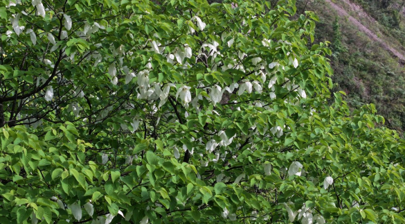 Hundreds of “Living Fossil” Dove Trees Discovered in Fengdu, Chongqing_fororder_图片1
