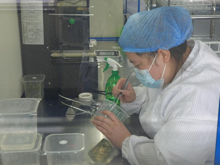 张掖民乐：马铃薯产业奏响助农与乡村振兴新乐章_fororder_马铃薯幼苗脱毒_AI看图