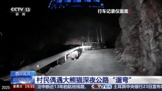 屁股一扭一扭轧马路 村民深夜偶遇大熊猫在公路“遛弯”