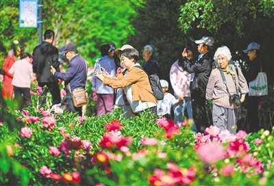 芍药花开_fororder_4036796_wt_1748960397904_b