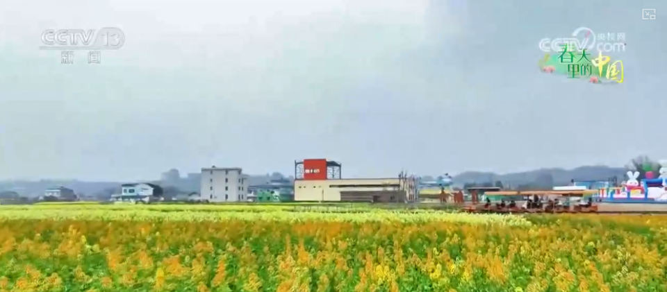沉浸式感受春日花海独特魅力 “赏花经济”为乡村振兴“增香添彩”