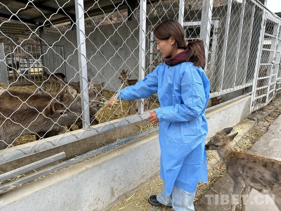 【牢记嘱托 共建美丽新西藏】娘蒲乡样本：一只梅花鹿“驮”起的乡村振兴链