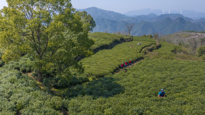 State Grid Zhejiang Electric Power: Green Tea Fried with Eco-Friendly Power Costs 1,600 Yuan per Jin and Tastes Even More Delightful