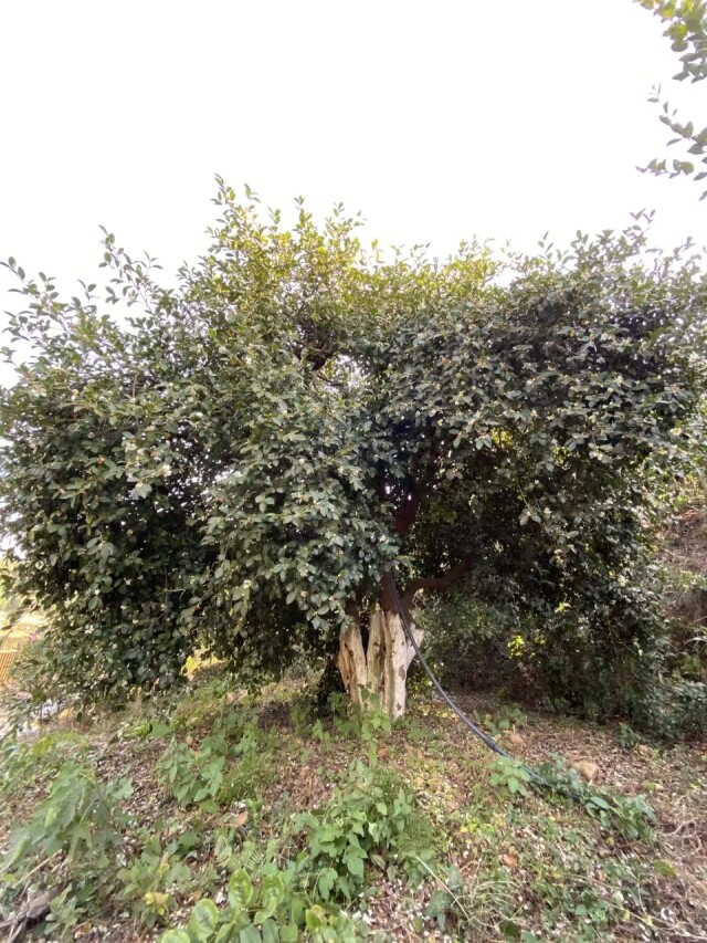湖南构建全球首个四倍体油茶单体型基因组图谱_fororder_12
