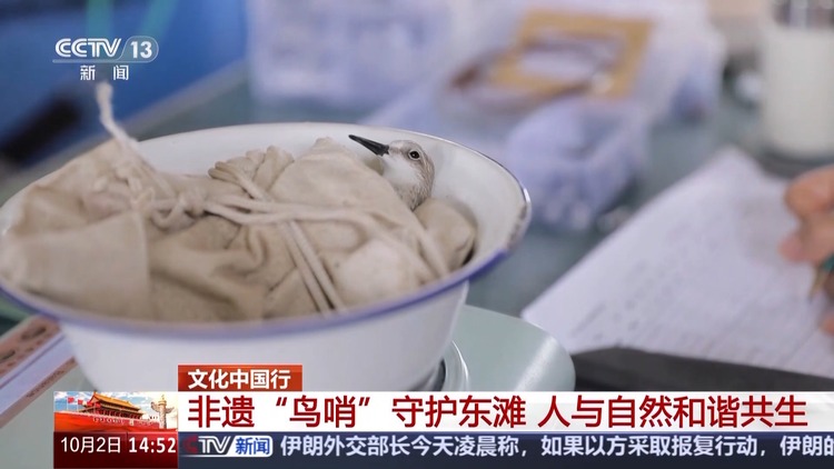 文化中国行丨捕鸟人→护鸟人 他用非遗鸟哨守护东滩