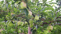 天水：南山花牛攀满枝 “青春华章”采风记