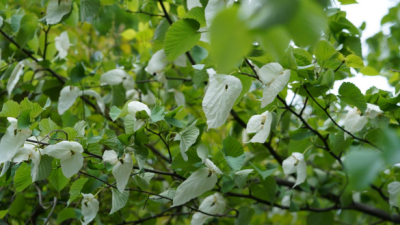 Hundreds of “Living Fossil” Dove Trees Discovered in Fengdu, Chongqing