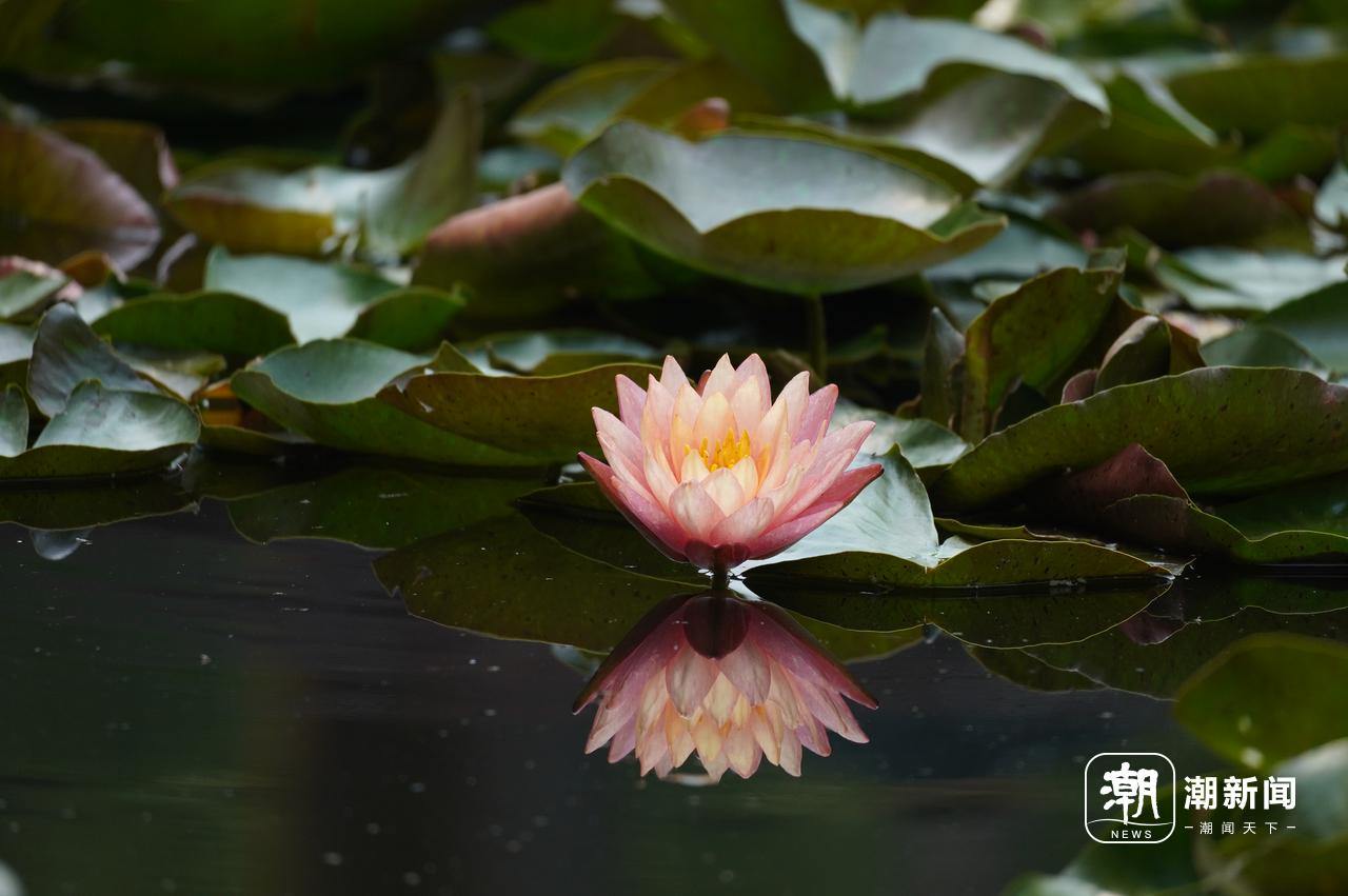好运“莲莲”！杭州小区池塘的罕见双色睡莲盛开