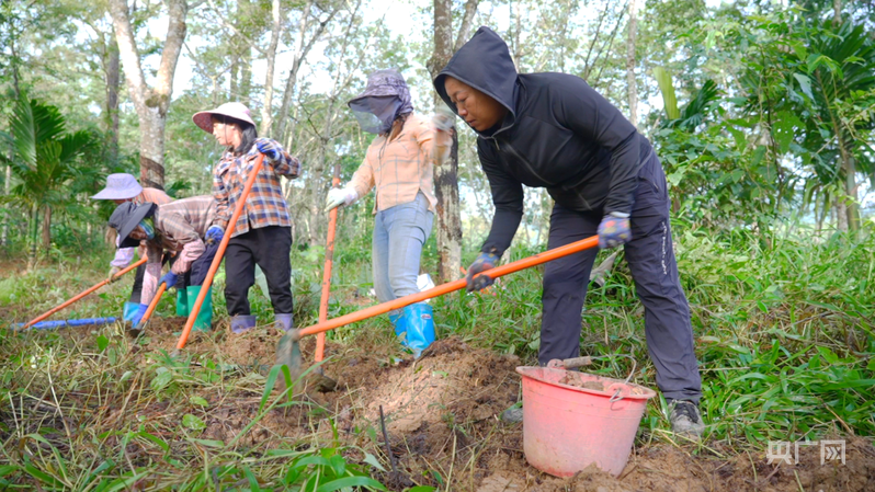 远山的回响丨远山新绿 白沙雨林的“两山”答卷