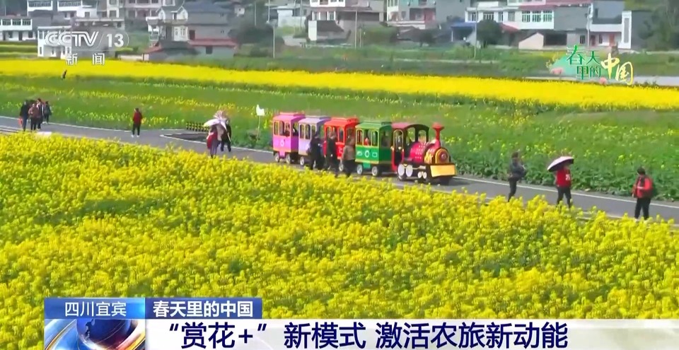春日限定花海上线 赶紧来这些宝藏地打卡吧