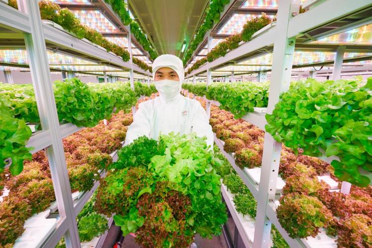 下一站沙特！“滨江造”AI植物工厂成功出海