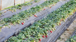 邵阳市北塔区大棚草莓甜蜜上市 点亮乡村“莓”好生活