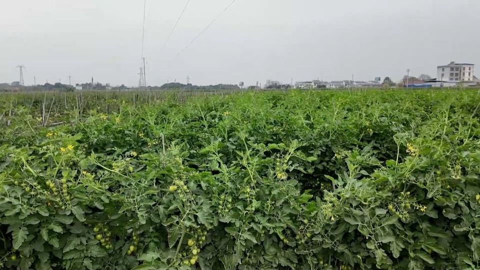 新华视点|产业“破题” 绘就振兴“答卷”