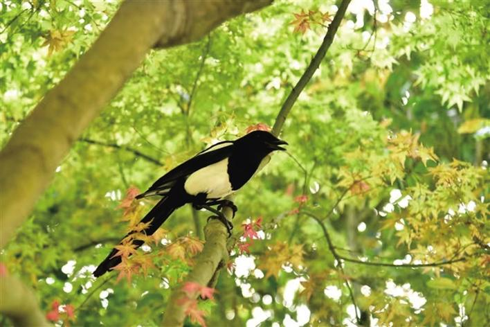 夏游张家界黄龙洞， 邂逅别样 “枫” 情_fororder_微信图片_5