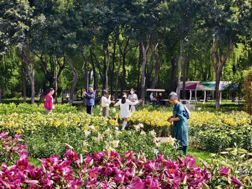Luquan District, Shijiazhuang: Autumn Charm and Blossoms Paint a Romantic Scene_fororder_图片7