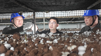 Nanyang, Henan: Reliable Power Services Support Thriving Button Mushroom Industry
