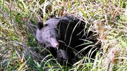 日本开始允许警察使用步枪驱熊_fororder_0b58ac10fc2a4532aa2b2d214aa86283