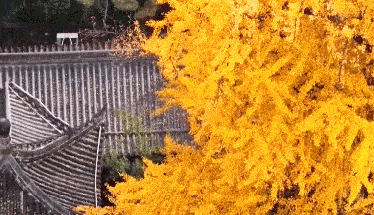 文化中国行丨二十四节气·立冬 在沉静中孕育下一场春暖花开