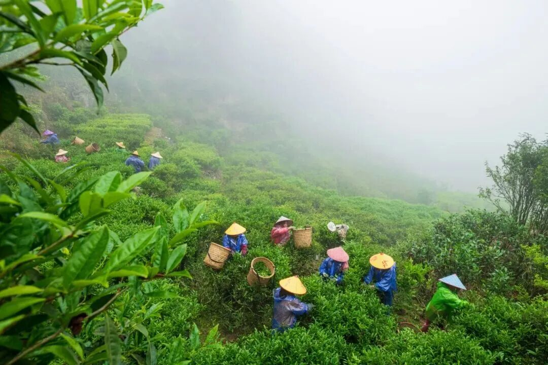 Chaozhou Dancong Tea: A Millennia-Old Fragrance, Shared with the World_fororder_图片4