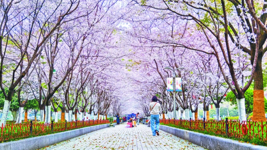 合肥：粉上春天